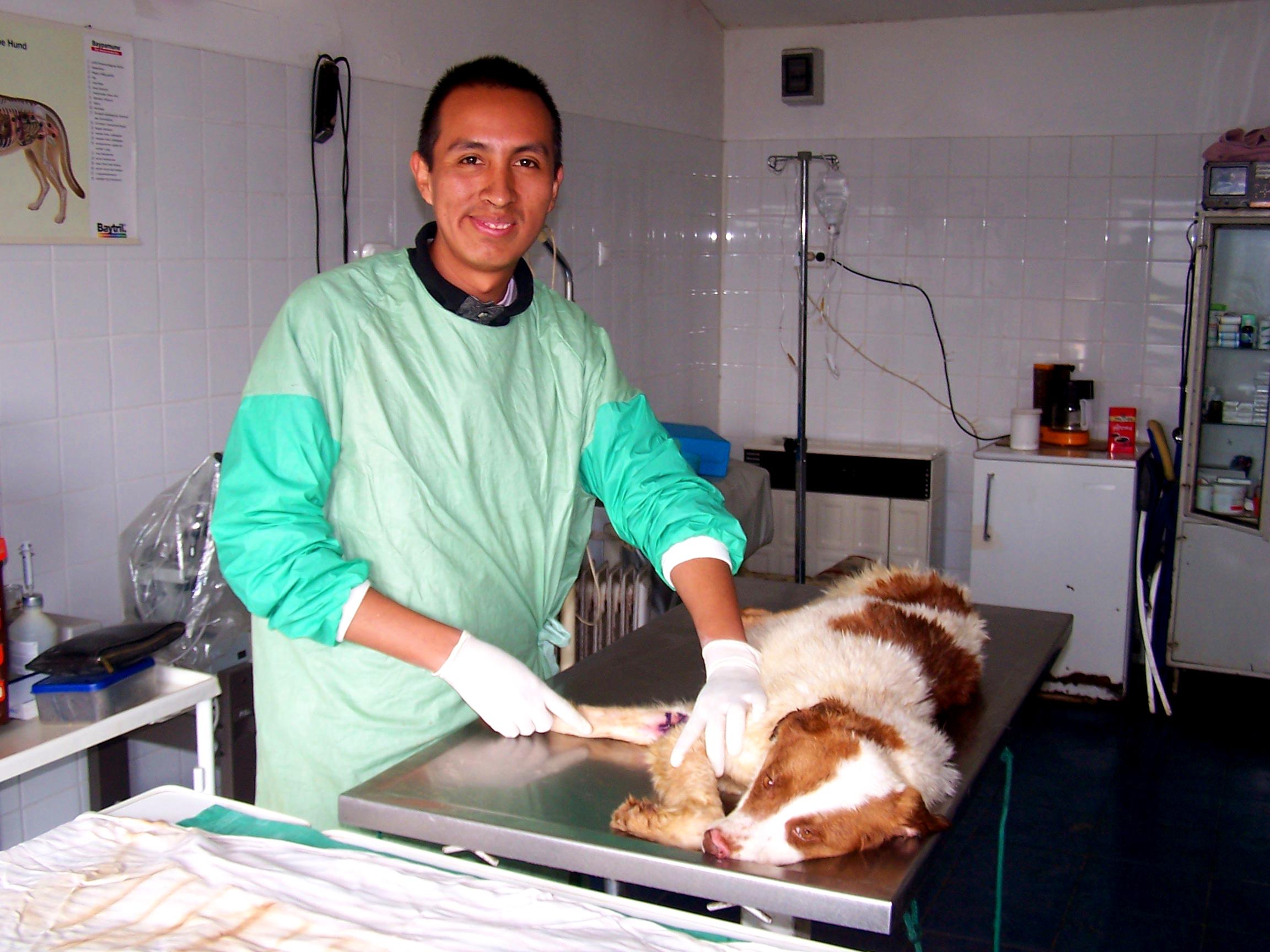 A Projects Abroad volunteer working with animals in Romania helps a local vet to do basic procedures. A volunteer working with animals in Romania, observes a vet as he does a simple procedure on a dog.